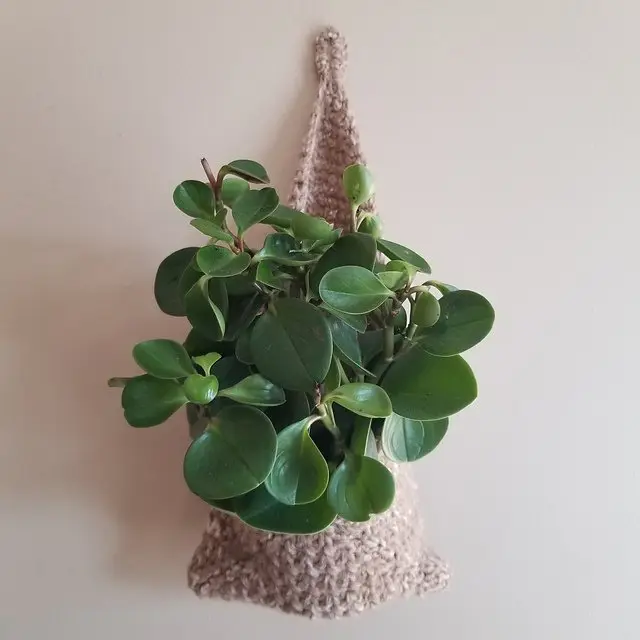 Suzette Hanging Basket photo 2